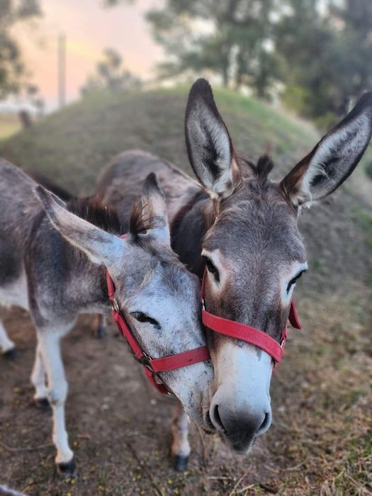 Tărâmul Animalelor Ineu