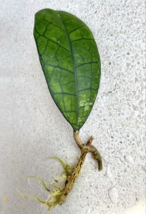 Продам укорененные черенки растений