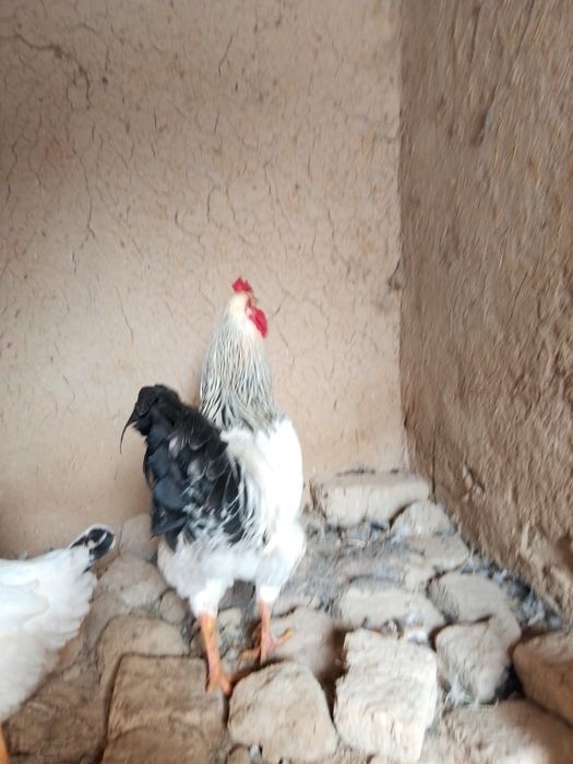 Петухи продается