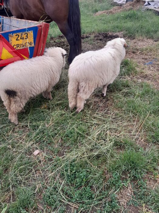 Vând Vaca cu Jurincă