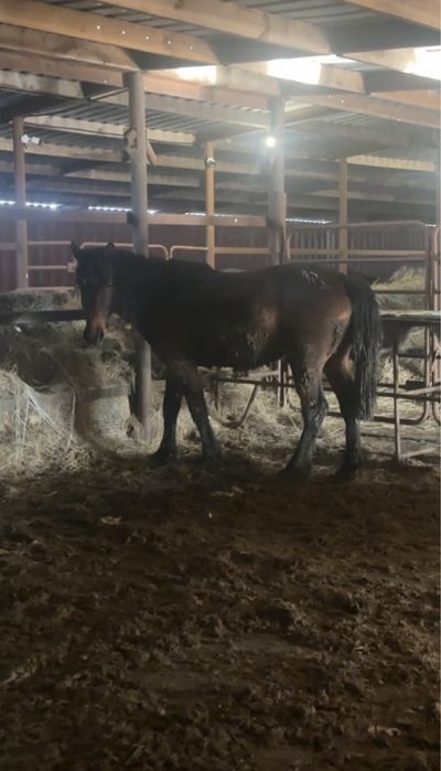 Айгырлар мощный 4 жасар