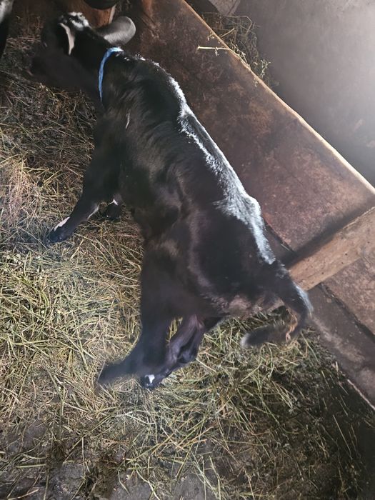 Sugar angus  de vânzare