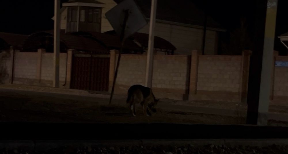 Пропала собака немецкая овчарка