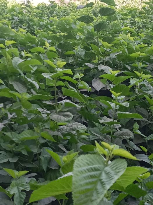 Tut urugʻlar sotiladi