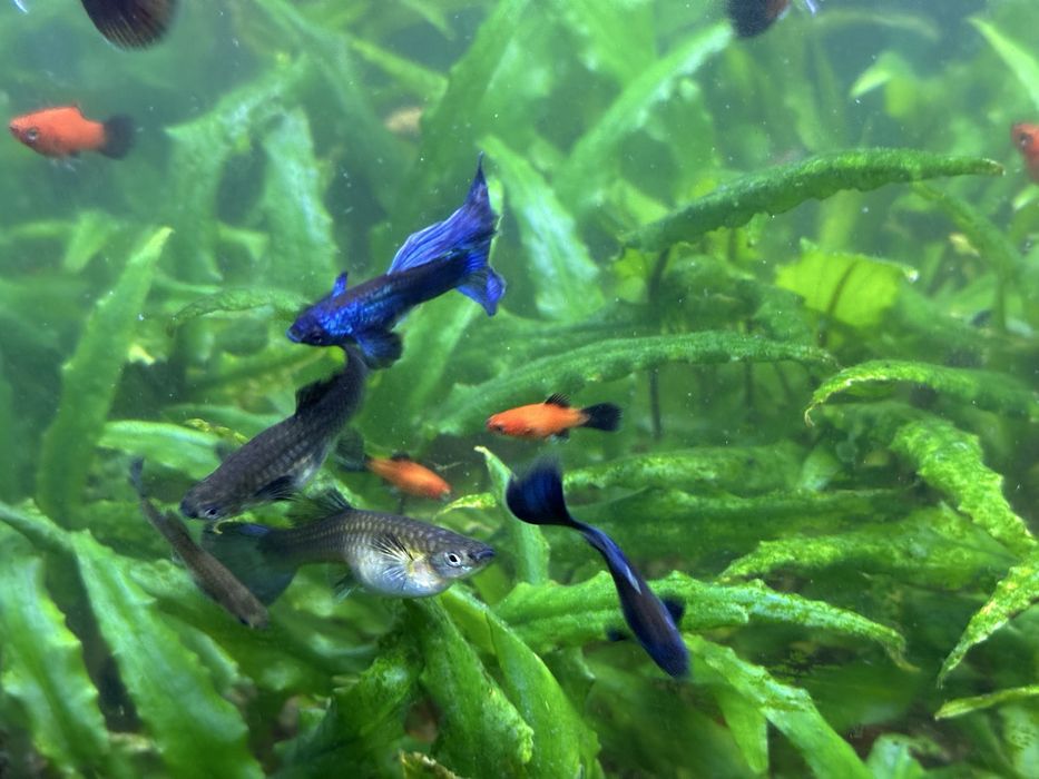 Guppy blue Moscow