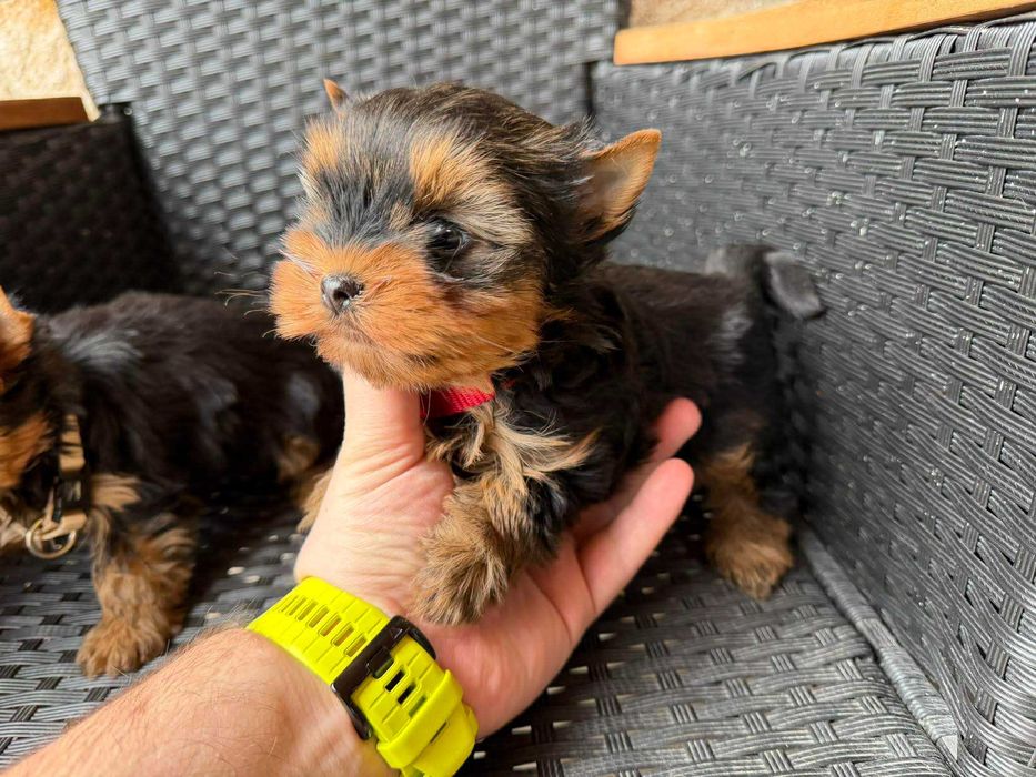 Мини Йоркширски териер