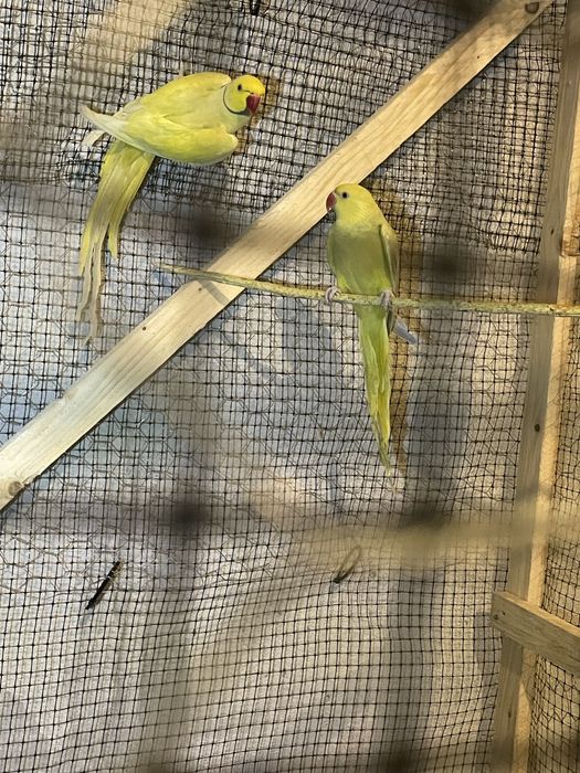 Pereche matura papagali Micul Alexandru