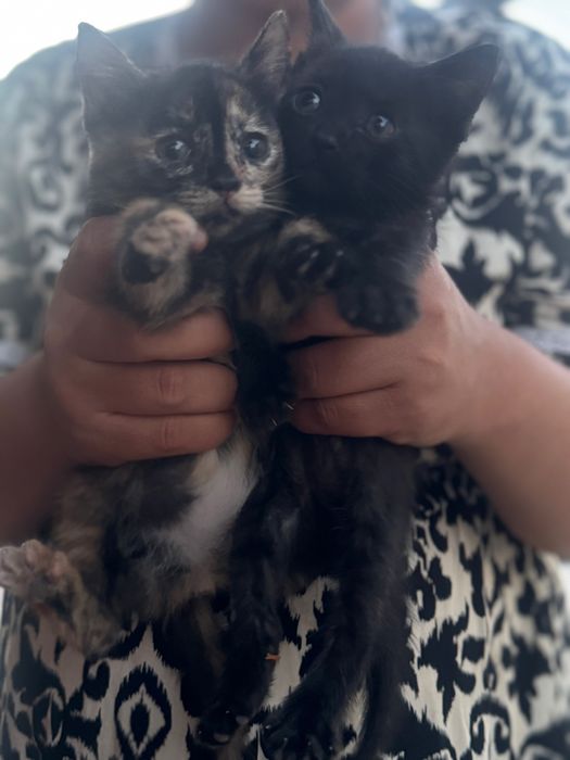Отдам котят кушает все
