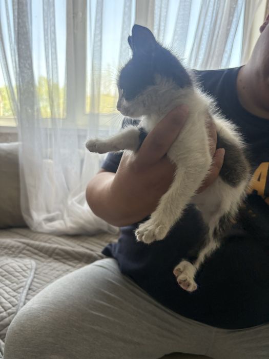 Отдам в добрые руки котенка