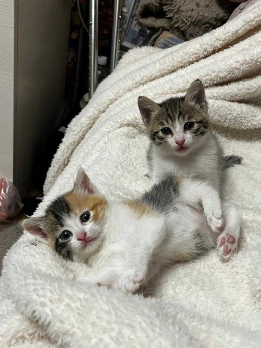 Котята в добрые руки