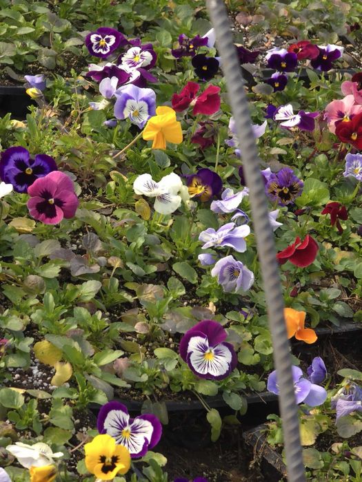 Теменужки /  Виоли промоционална цена 0.30€