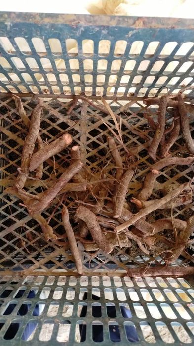 Павловния көшеттері павлония