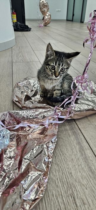 Котенок мальчик 2 месяца