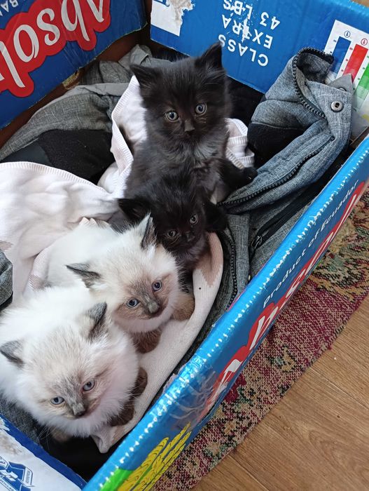 Котята в добрые руки