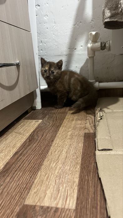 Котята шотландцы