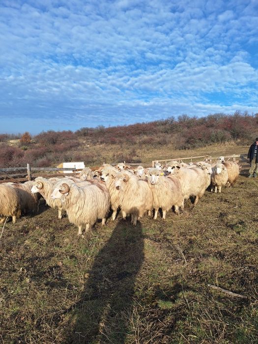 Se vinde 45 de mioare si stră-mioare pret 1000 lei negociabil!