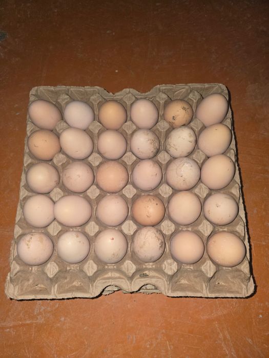 Кучин жұмыртқасы