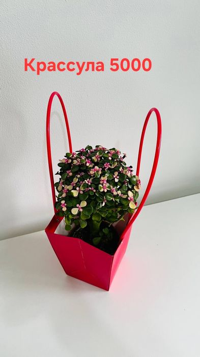 Комнатные цветы красивые,ухоженные