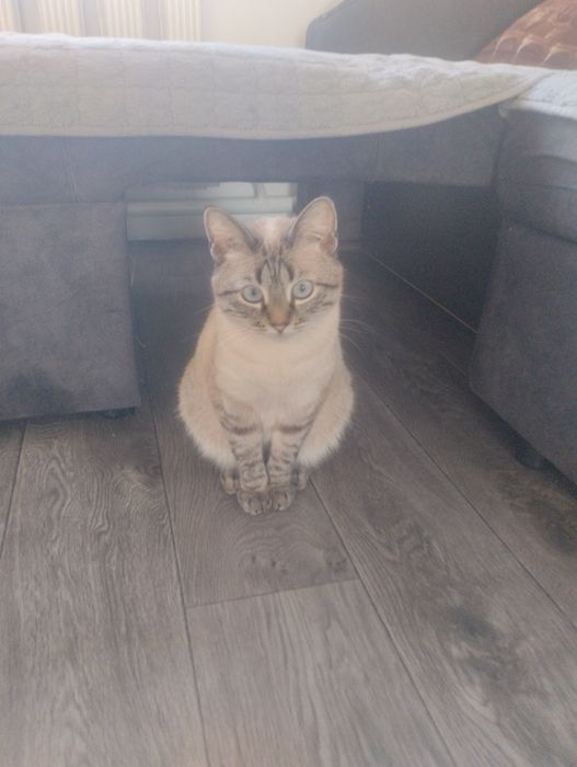 Отдам кошечку в хоршие руки