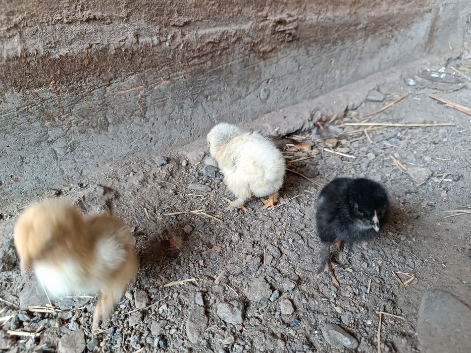 Таза брама және брама аралас балапандар