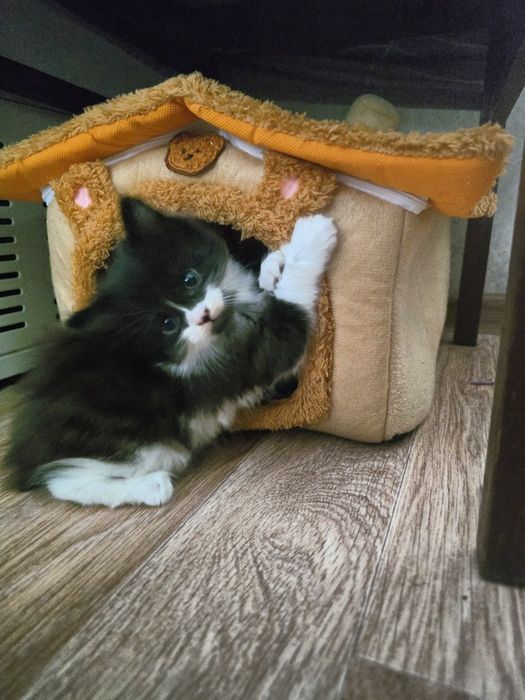 Отдам котят бесплатно