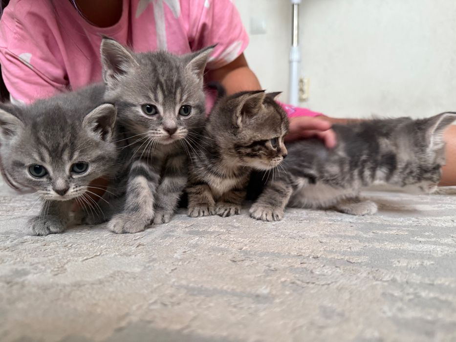Продам породистых котят
