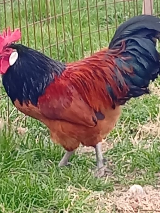 Vorvek tovuqlari nemis zoti