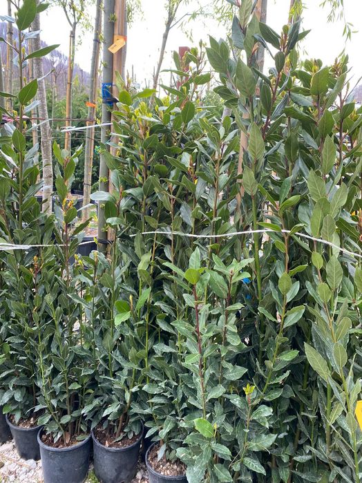 Amenajează-ți Grădina cu Plante Ornamentale