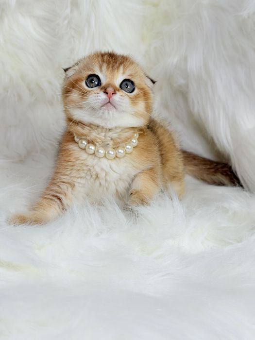 Котята чистокровные