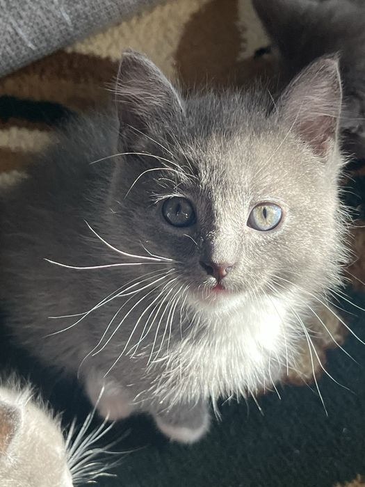 Отдам котят бесплатно