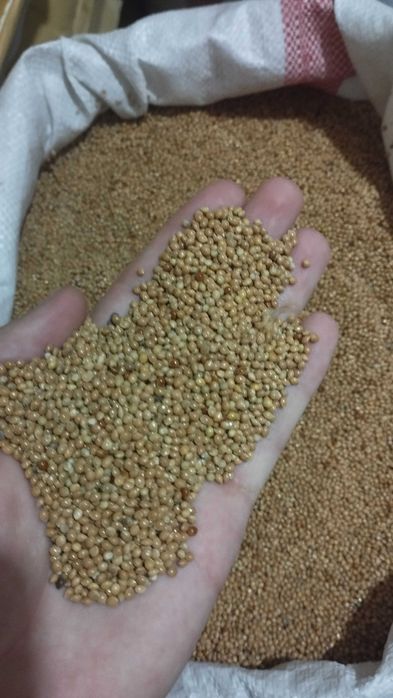 Продам просо красное и желтое