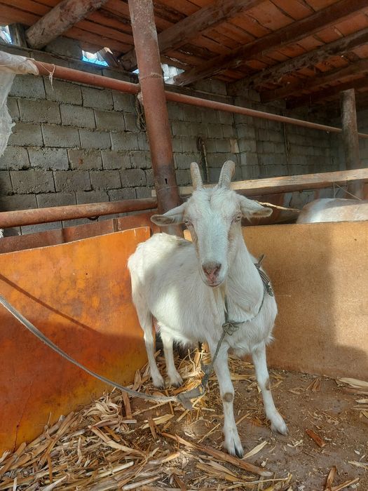 Ешкі екі лағымаен