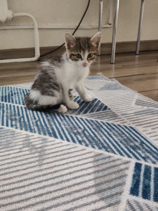 Котята отдам в хорошие руки