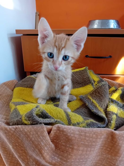 adoptie responsabila pisicute
