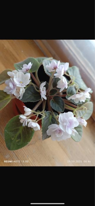 Фиалка продаётся