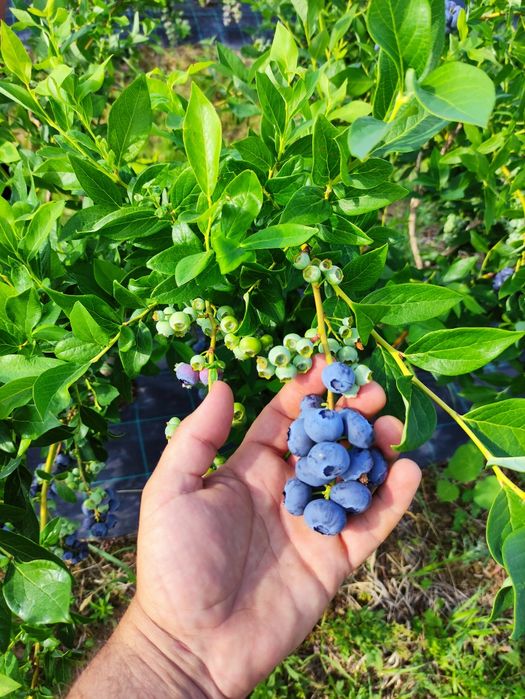 Afin Duke, Eliot, Reka, an 2 și 3