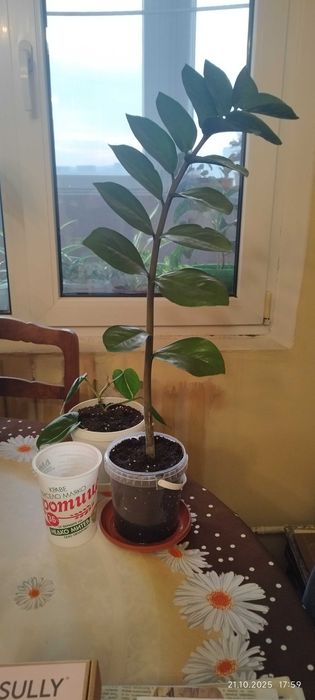 Филодендрон (Philodendron) / Сингониум (Syngonium)