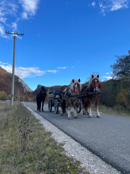 Cai , armăsari de vânzare , pereche