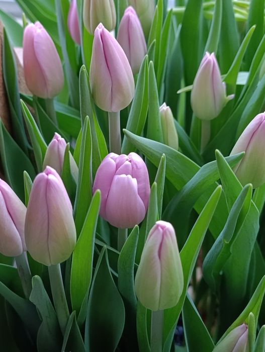 Тюльпаны Алматы оптом и в розницу