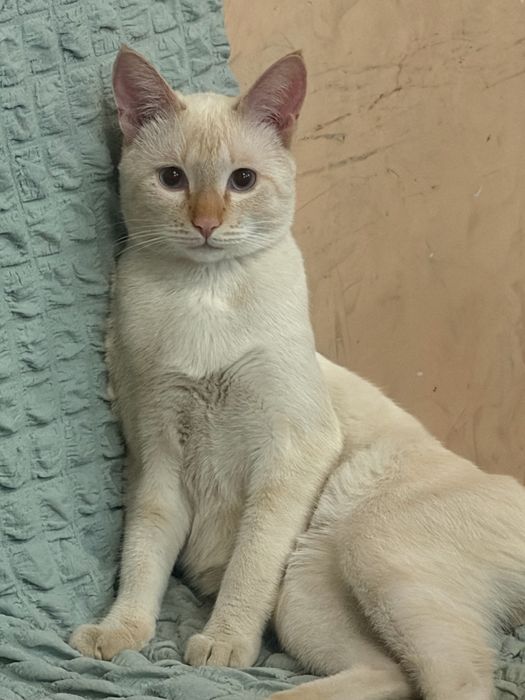 Кошка. Котенок.