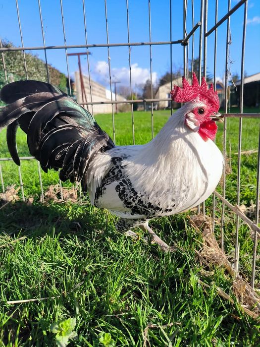 Разплодни яйца от Сребърно брезе Бантам-страхотни птици ,спокойни и ед