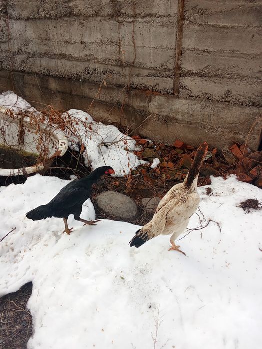 Курочки даканки на продажу