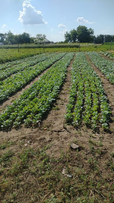 răsad varză de Buzău de vânzare 0.50 bani firul