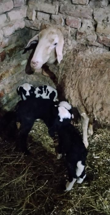 Добре гледани агнета.