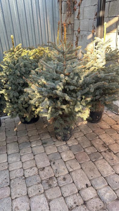 Голубая ель в горшке