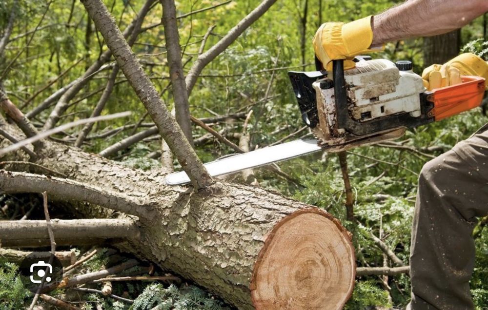 Отдаем под сруб сухие деревья