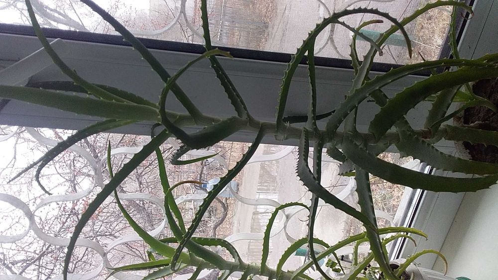 Алоэ лечебный 2-3года