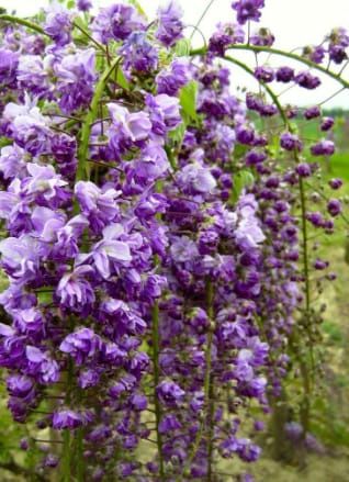 Glicina ' Wisteria ( floare batuta) soi Italian' Toscana ' 190cm