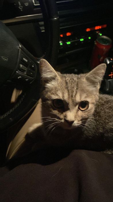 Отдам кота  нашел на дороге