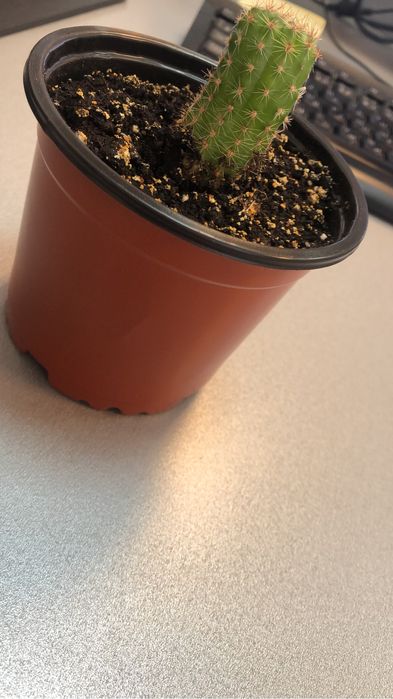 Кактус многолетний